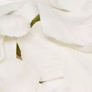 Box Of 164 White Fabric Rose Petals